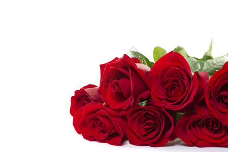 一束美丽的红玫瑰躺在白色的背景上年轻的红玫瑰很香荷兰花风靡全球图片