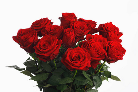 红玫瑰花白色背景的花图片