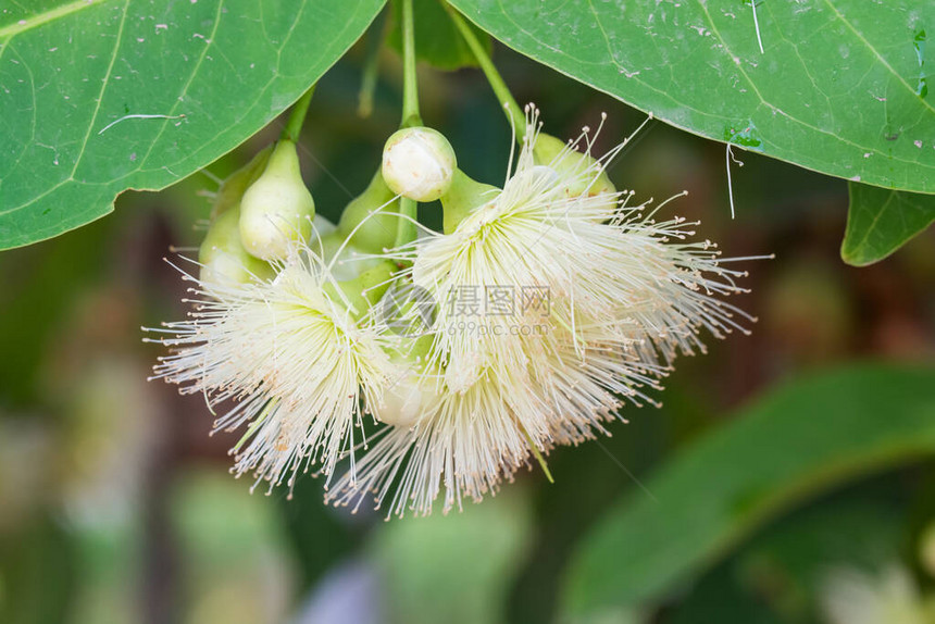 玫瑰苹果花图片