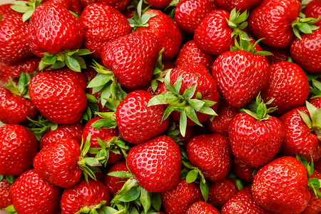 新鲜成熟的草莓美图片