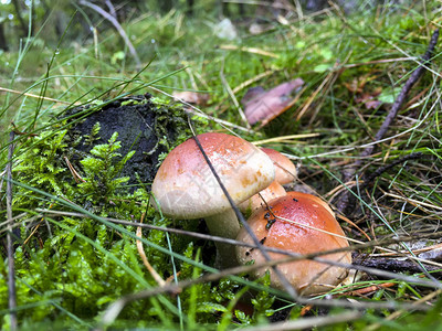 波兰森林中的有毒蘑菇图片