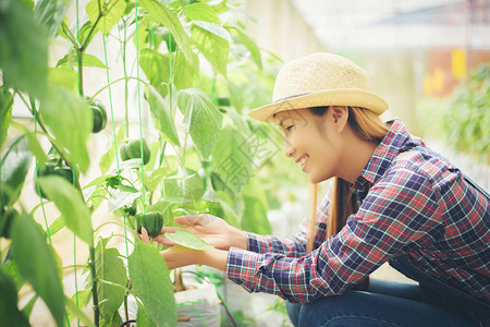 关闭花园里种植辣椒的女农民图片