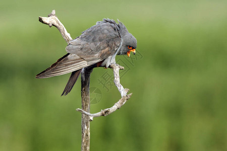 红脚猎鹰Falco图片