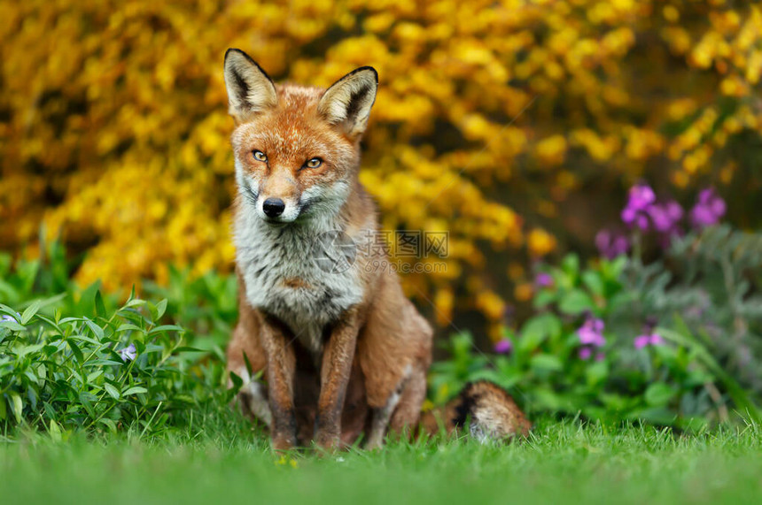 坐在绿草上对抗鲜花的红狐狸Vulpesv图片
