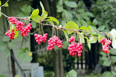 五味子的红色果实连续生长在树枝上成串的成熟五味子有用植物的作物红五味子成排挂在绿枝上五味子植物在背景图片