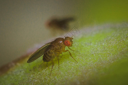 苍蝇草药昆虫巨型照片图片