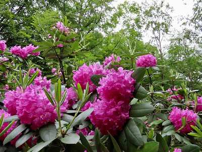 Rhododendron带粉红色花朵图片