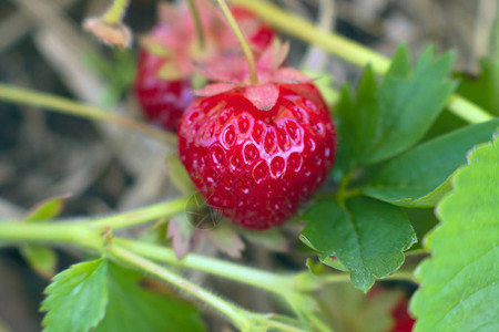 有机草莓田天然水果浆特写图片