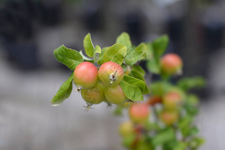 蟹苹果GoldenHornet拉丁名Malusxzumi图片
