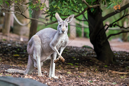西澳大利亚珀斯自然背景的袋鼠图片
