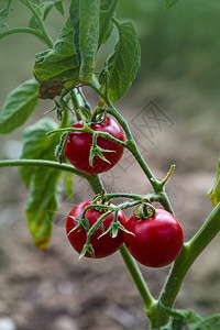 番茄生长在有机农场成熟的天然西红柿生长在温室的树枝上生长在植图片