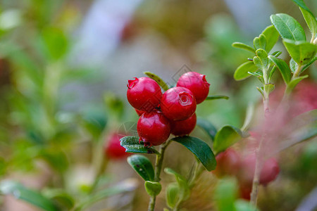 夏末乡村绿色林床上的红蔓越莓图片