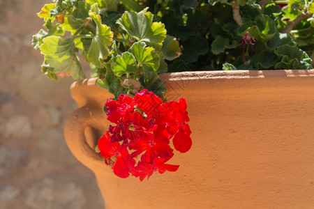 希腊克里特岛AgiaIrini修道院的红色天竺葵花天竺葵属422种开花的一年生二年生和多年生植物图片
