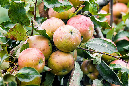 苹果的庄稼在树上成熟图片