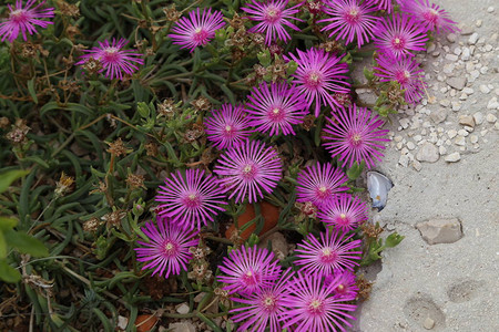 美丽的仙人掌植物的Delospermagenus开花为了对抗焦图片