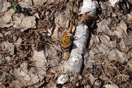 深秋森林中的蝴蝶图片