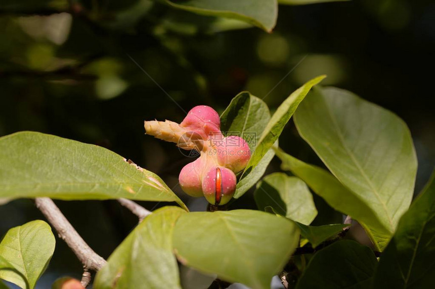 树上长着叶子的木头兰Magnoliako图片