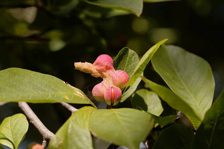 树上长着叶子的木头兰Magnoliako图片