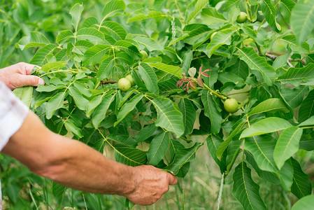 核桃长在树上人在花园里种坚果在农场生产坚果园丁的手放图片