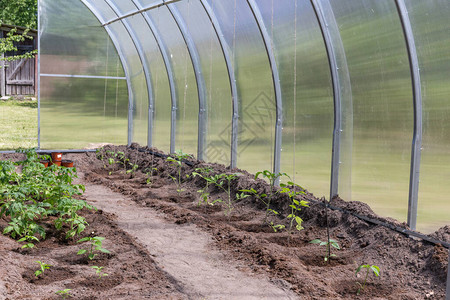 温室中的西红柿幼苗有机农业图片