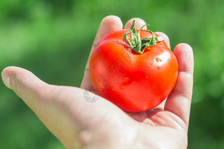 番茄西红柿一个健图片