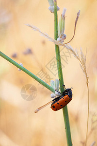 甲壳虫在自然环境中生长图片