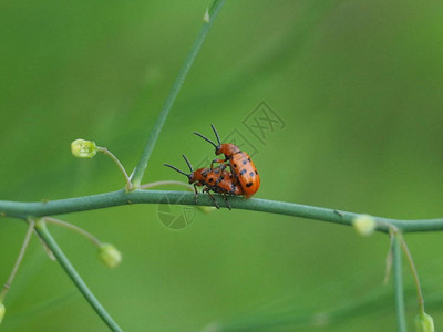 两只甲虫在绿色的树枝上闭合甲虫有右砖红背景图片