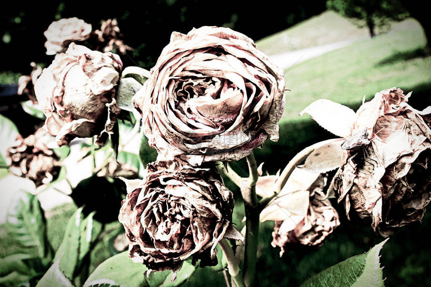 抽象死敲出灌木丛中的玫瑰图片