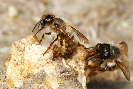 红梅森蜂眼睛野生动物高清图片