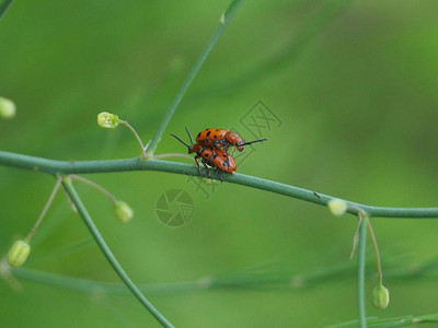 两只甲虫在绿色的树枝上闭合甲虫有右砖红背景图片