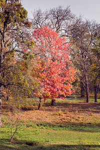 秋季黄绿色森林中的特殊红树图片