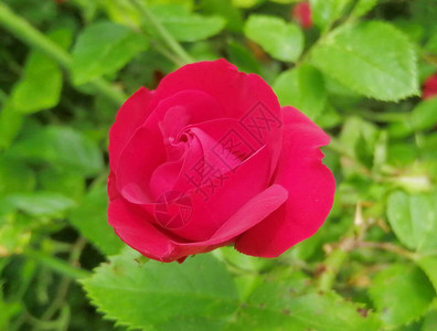 壮观的红玫瑰特写绿叶背景上的精致玫瑰花瓣夏季时期照图片