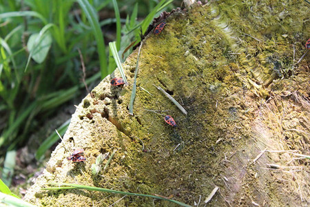春天老树桩上的红色甲虫树桩上甲虫的特写照片图片