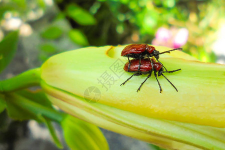 两只红扁蜜蜂一只坐在另一只顶上图片