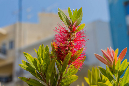 红色Callistemon花整个属是澳大利亚特有的图片