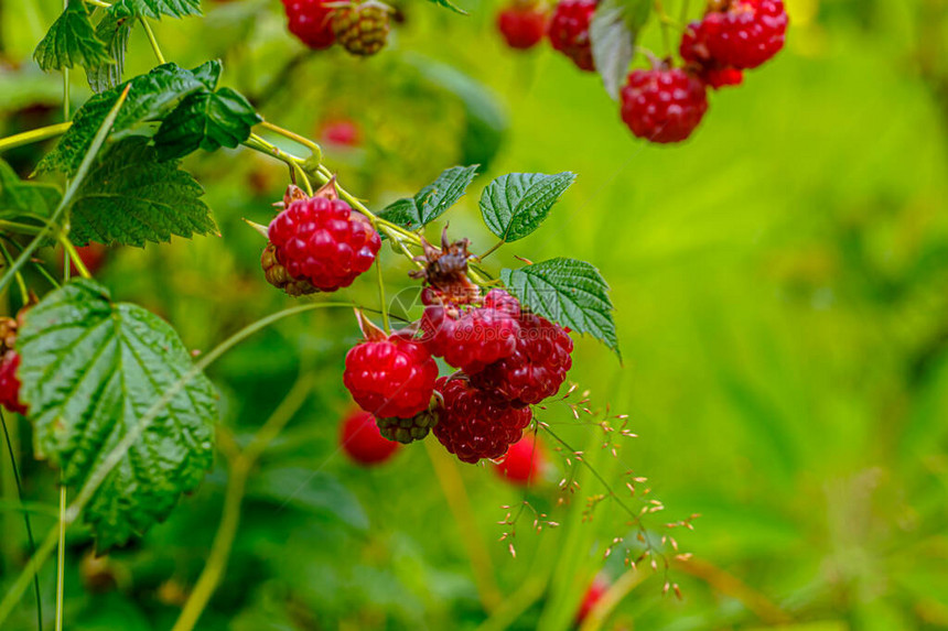 野草莓的果实生长在草丛图片