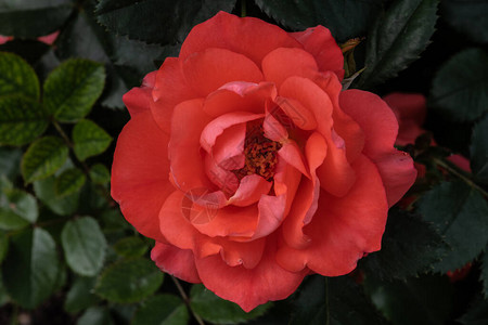 花园玫瑰花不同品种的图片