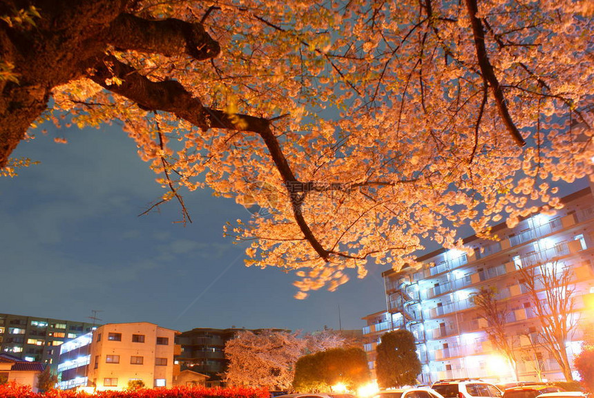 一个晚上看樱花和房屋图片