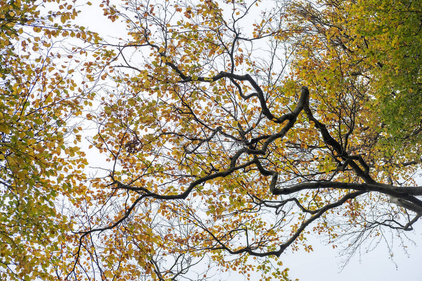 秋天有黄色和绿色叶子的树枝图片