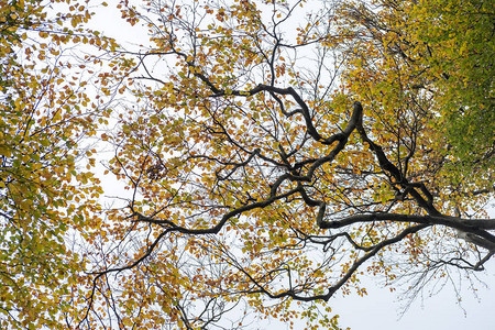 秋天有黄色和绿色叶子的树枝图片
