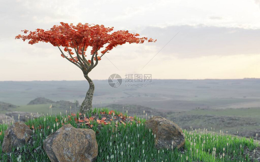 说明在地貌背景的山坡上树有红色树图片