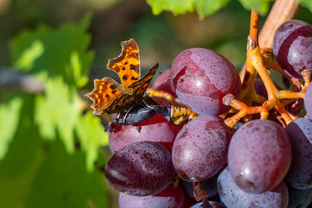 一只美丽的蝴蝶坐在一群成熟的葡萄上吃图片