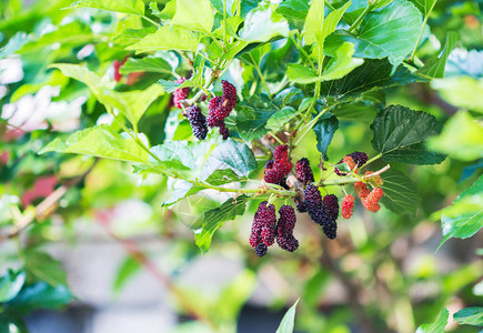 树上的黑莓和红浆果树枝上图片