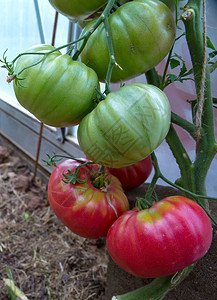 番茄植物的葡萄树花园里有很多成熟的西红柿蔬菜图片