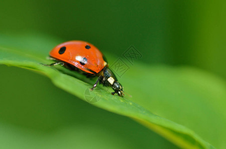 花朵上有Ladybug她有图片