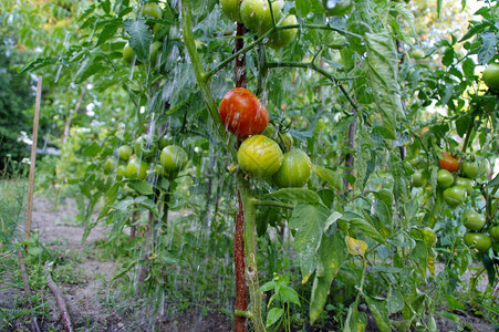 在花园里浇灌有机西红柿种植生态与健康蔬菜种图片