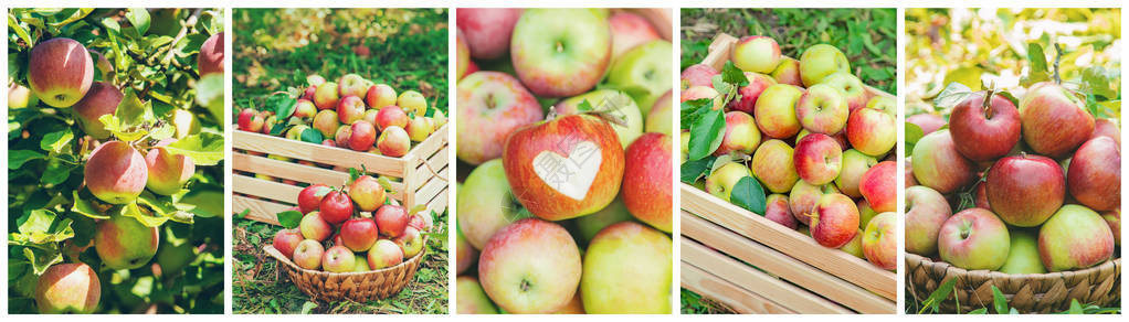 相片苹果花园的拼凑选择图片