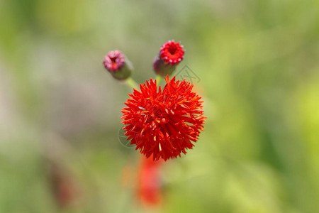 缨花植物图片