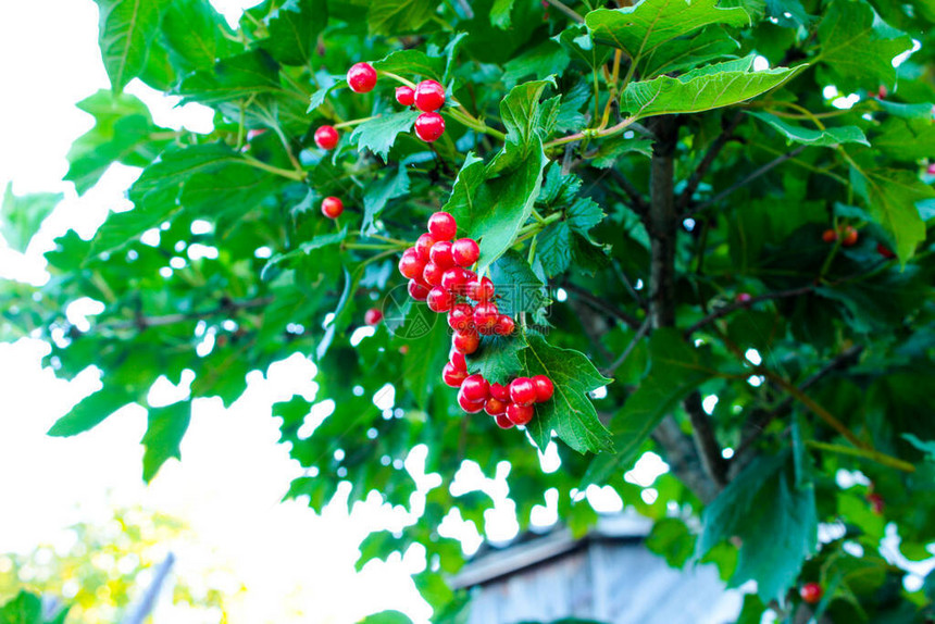 荚蒾红浆果挂在荚蒾树枝上图片