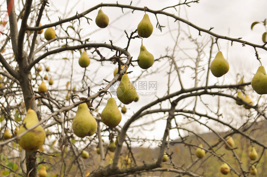 秋树上的梨图片